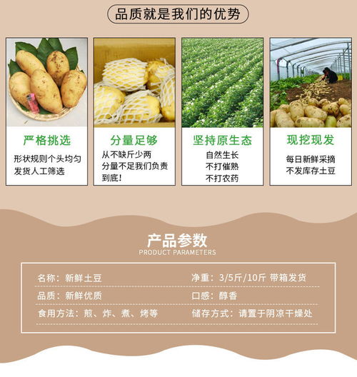 新鮮現(xiàn)挖大土豆 黃心洋芋的食用與批發(fā)價值